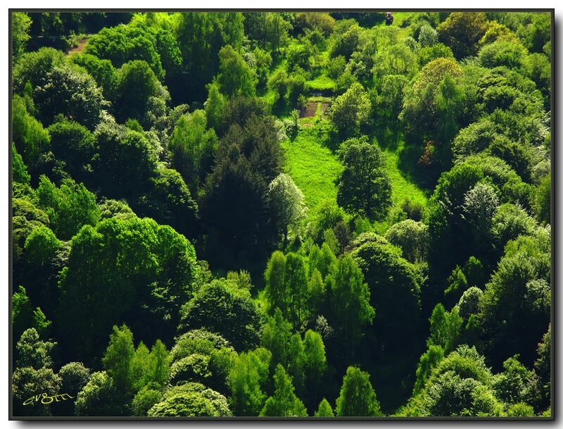 Aerial View of Forest
