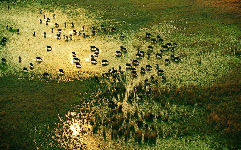 Aerial view of grazing animals