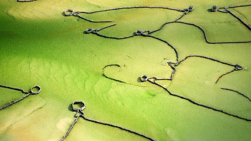 Aerial view of green fields