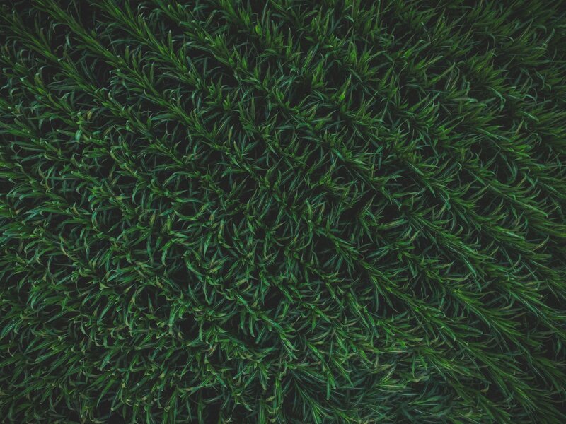 aerial view of green grass