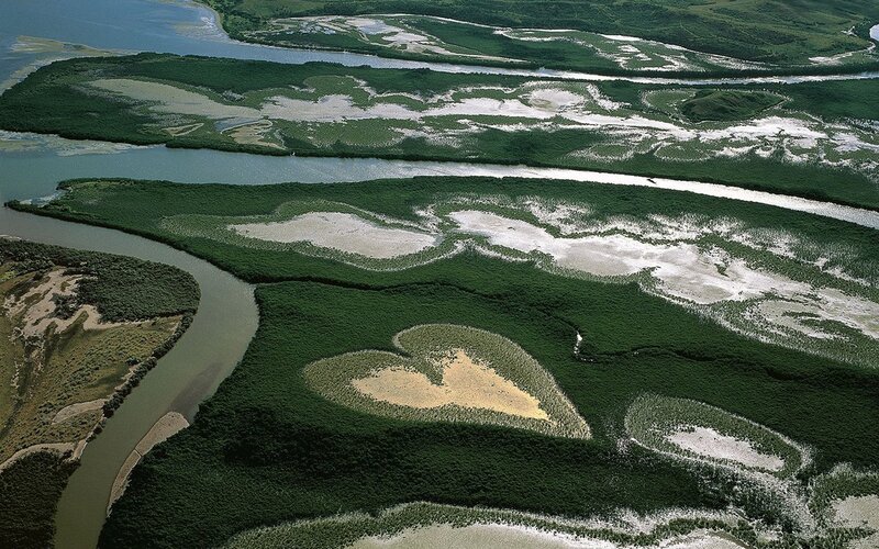Aerial View of Mangrove Forest