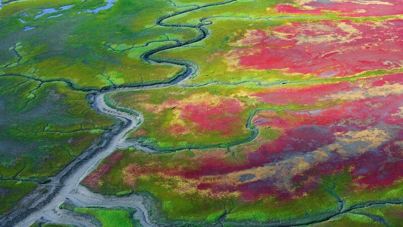 Aerial View of Marshland — Green