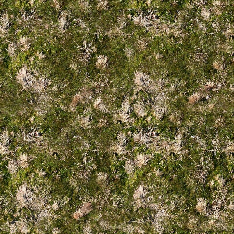 aerial view of moss and grass
