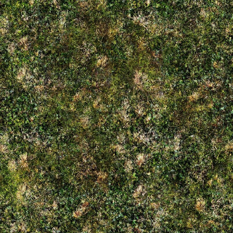 Aerial view of moss and grass