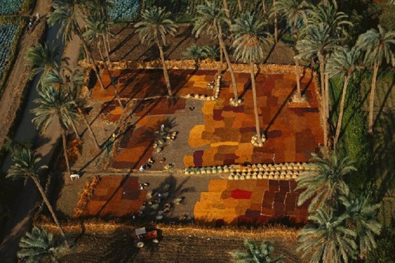 Aerial View of Palm Grove