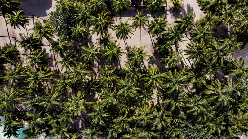 Aerial View of Palm Trees — Green