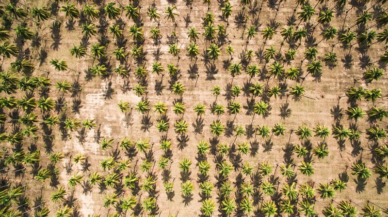 Aerial View of Palm Trees