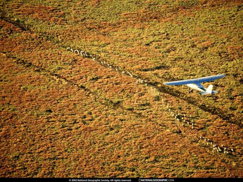 Aerial view of plane herding caribou