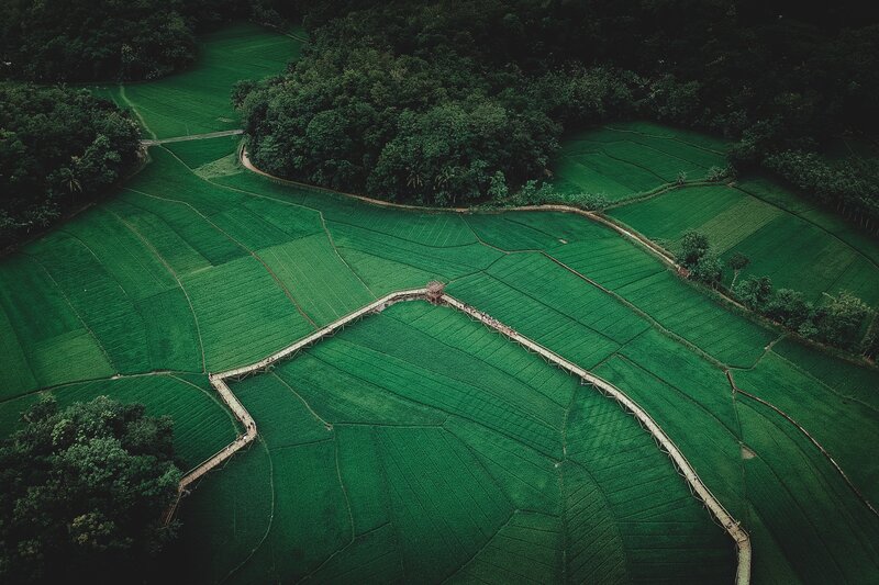 Aerial View of Rice Fields — Green, Serene, Afternoon, Photograph