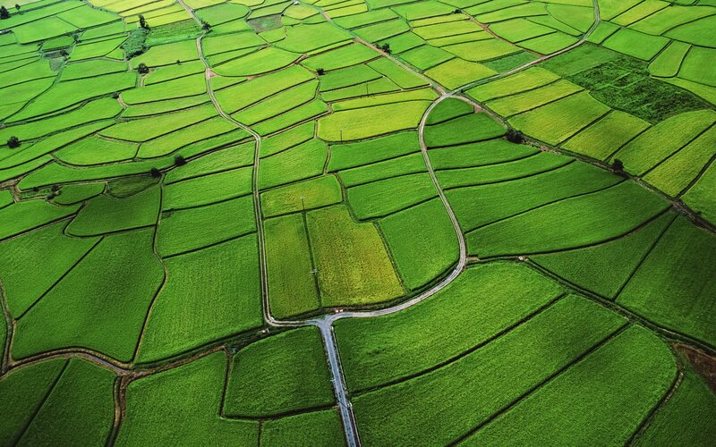 Aerial View of Rice Fields — Green, Serene