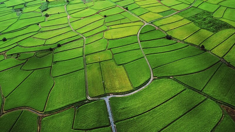 Aerial View of Rice Fields — Green