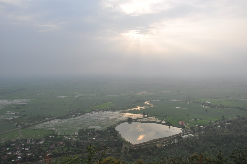 Aerial View of Rice Fields