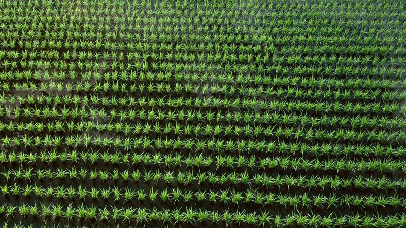 Aerial view of rice paddies