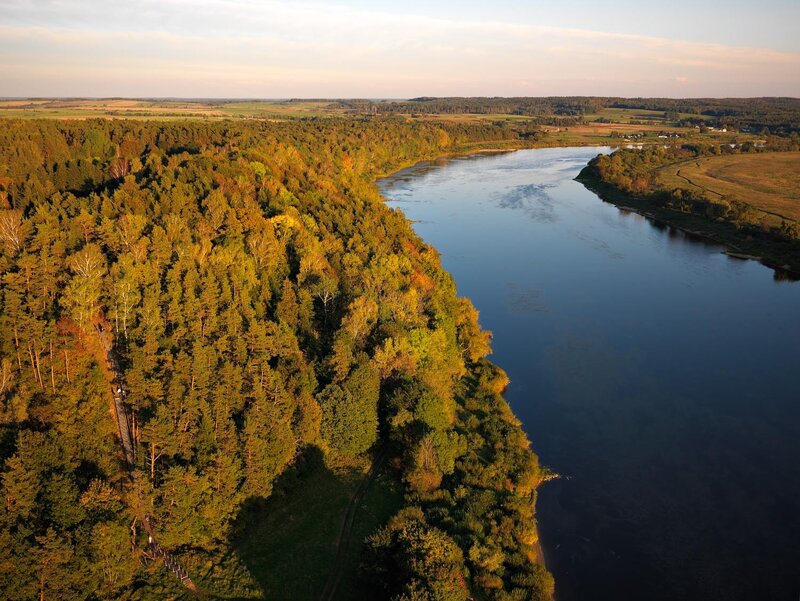 Aerial view of river and forest