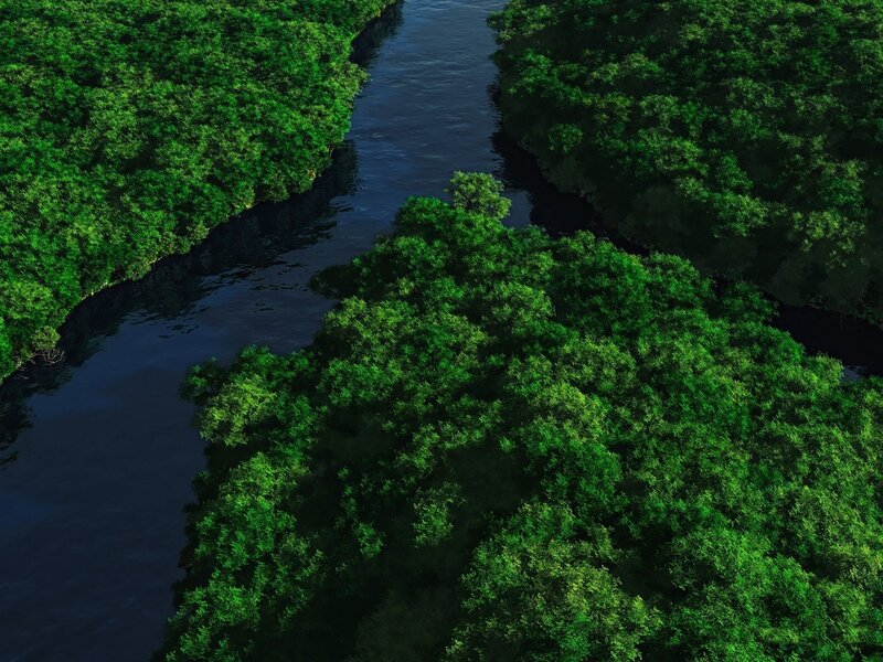 Aerial view of river through forest