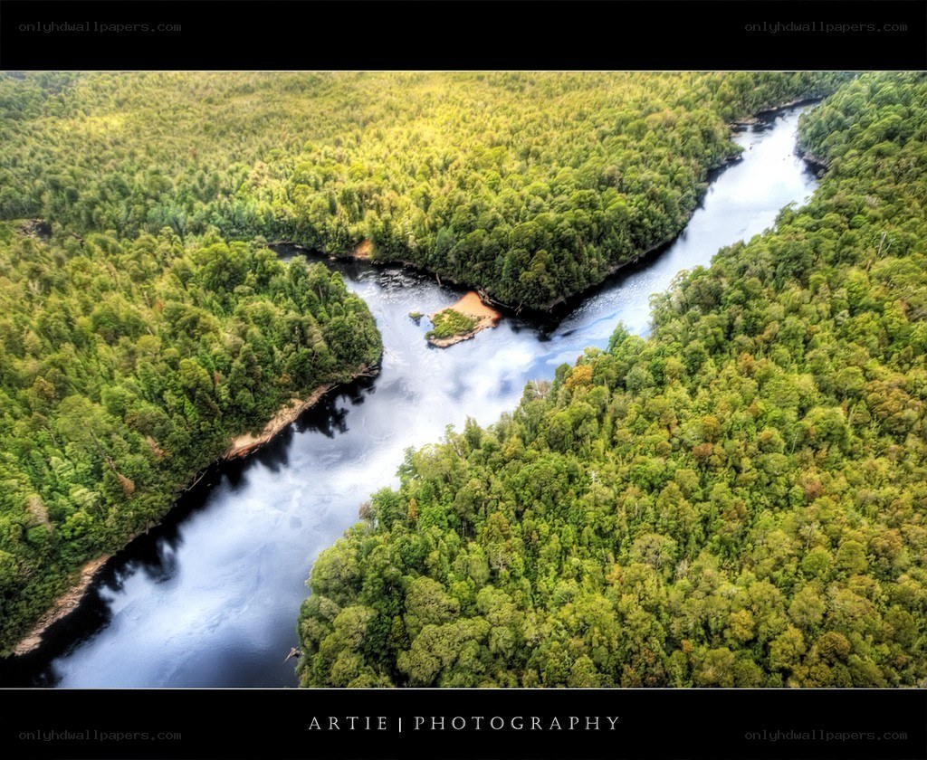 Aerial view of river through forest