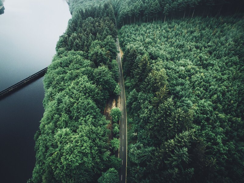 Aerial View of Road and Forest