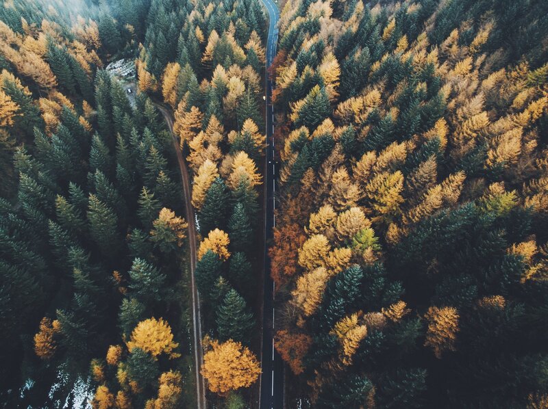 Aerial View of Road in Forest