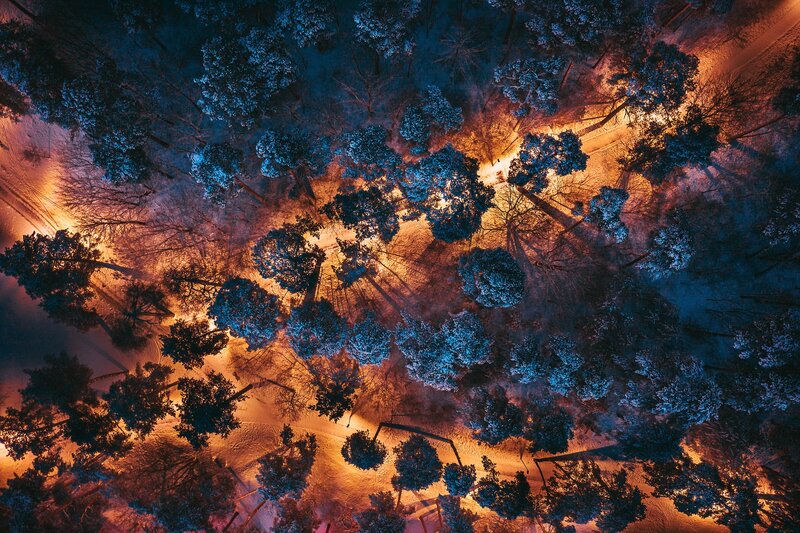 Aerial View of Snowy Forest — Blue