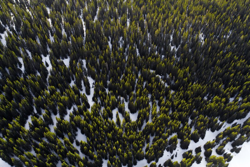 Aerial view of snowy forest