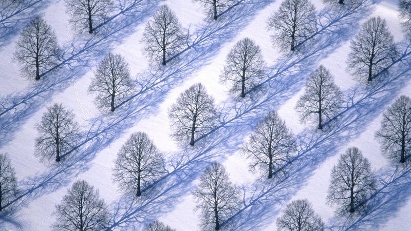 Aerial view of snowy trees