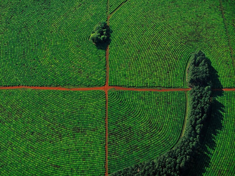 Aerial View of Tea Fields
