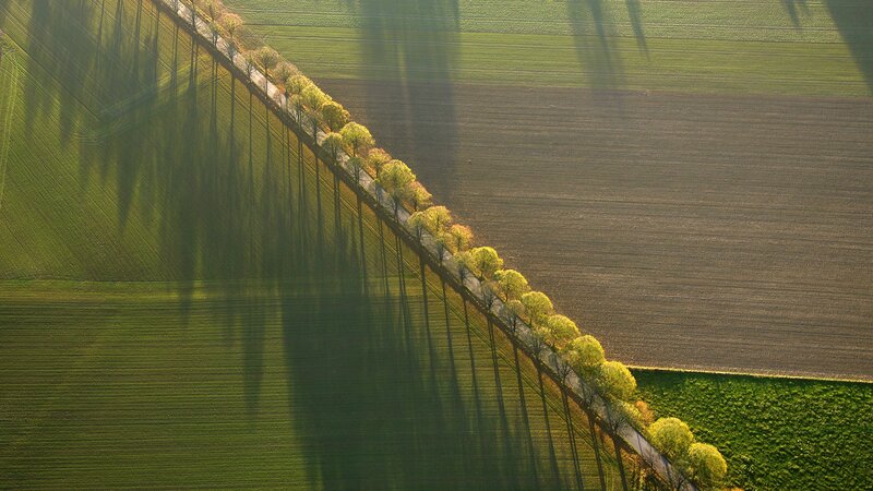 Aerial View of Tree Line — Green