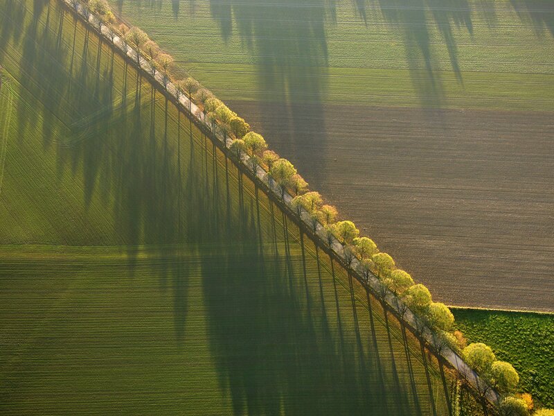 Aerial View of Tree Line
