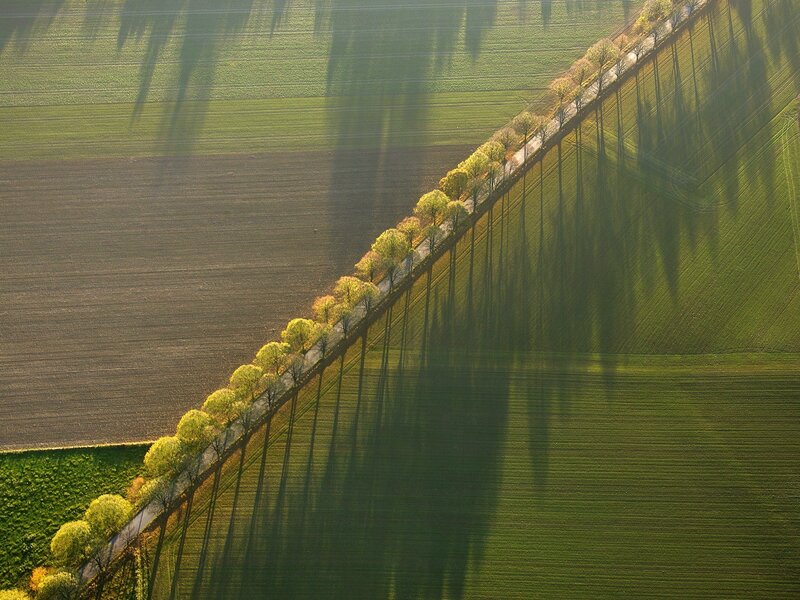 Aerial view of tree-lined field