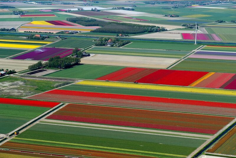 Aerial view of tulip fields
