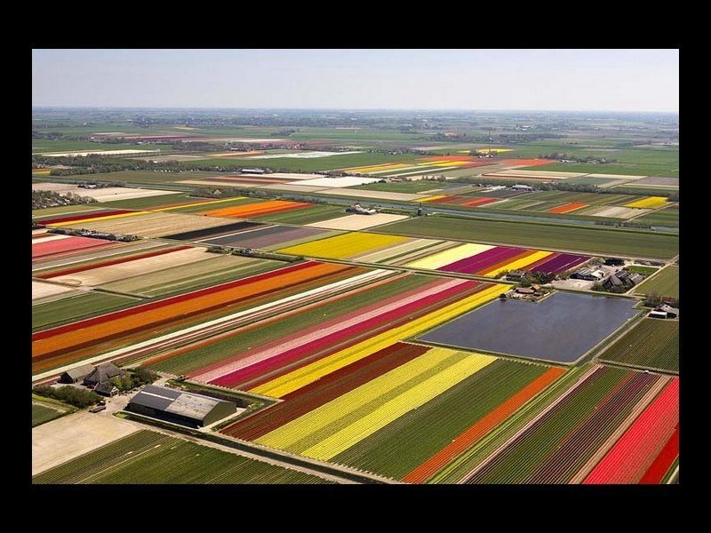 Aerial view of tulip fields