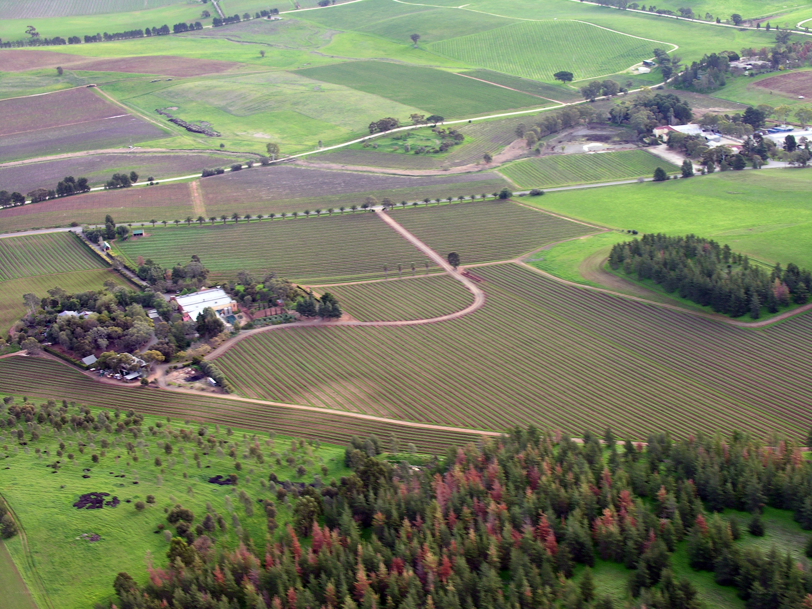 Aerial view of vineyard fields