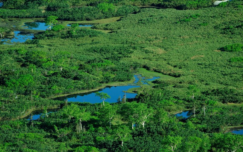 Aerial View of Wetland — Green, Serene, Afternoon