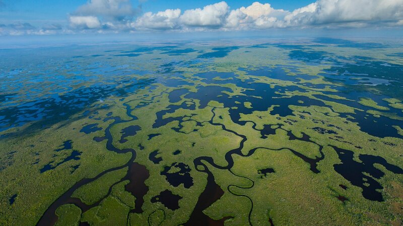 Aerial View of Wetlands — Green, Serene, Afternoon