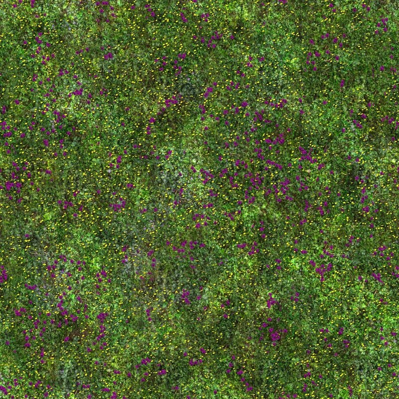 Aerial view of wildflowers