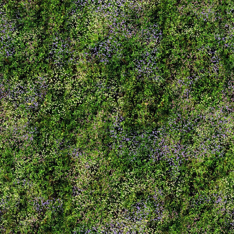 Aerial view of wildflowers