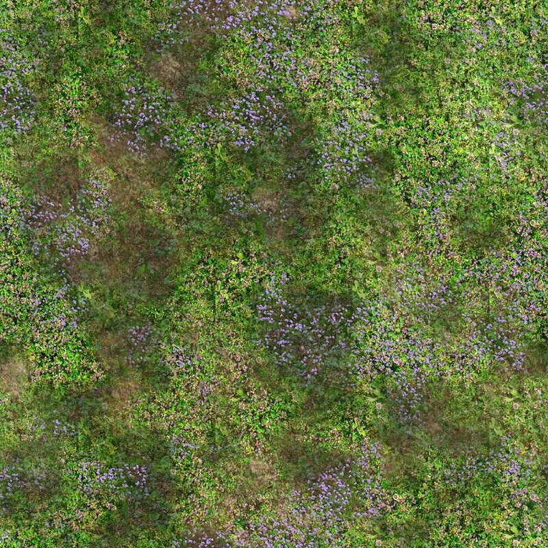 Aerial view of wildflowers