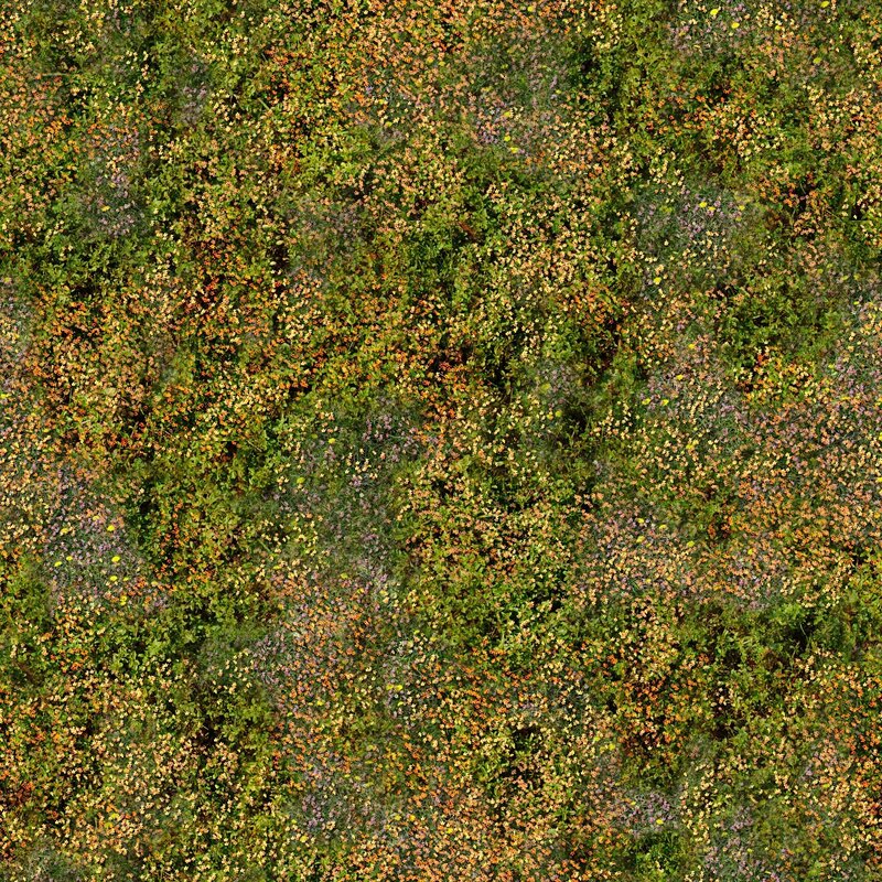 Aerial view of wildflowers