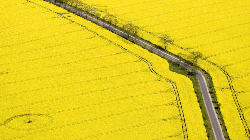 Aerial view of yellow fields