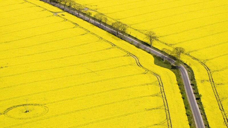 Aerial view of yellow fields