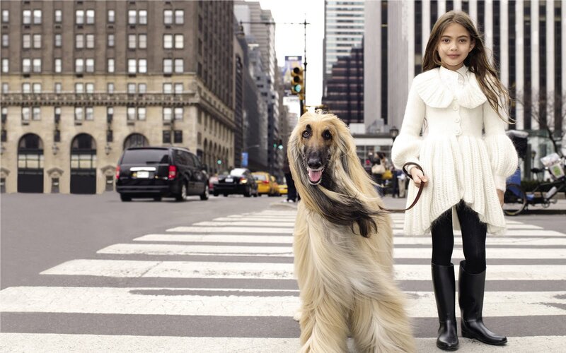 Afghan Hound and Girl