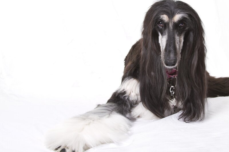Afghan Hound Dog — Black