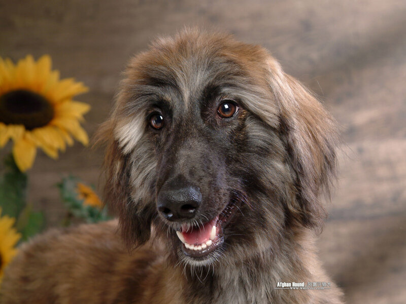 Afghan Hound Dog — Brown