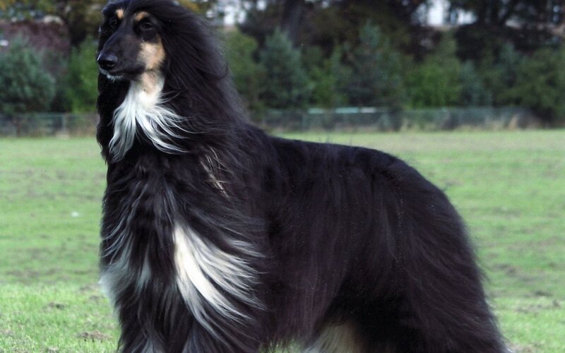 Afghan Hound in Field