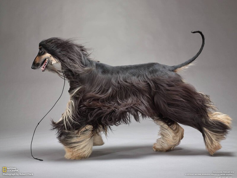 Afghan Hound in motion