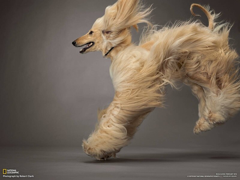 Afghan Hound Running