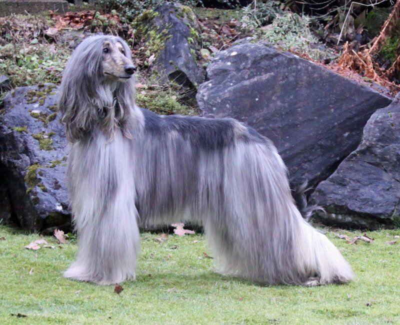 Afghan Hound Standing — Gray