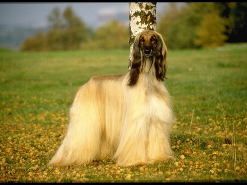 Afghan Hound Standing