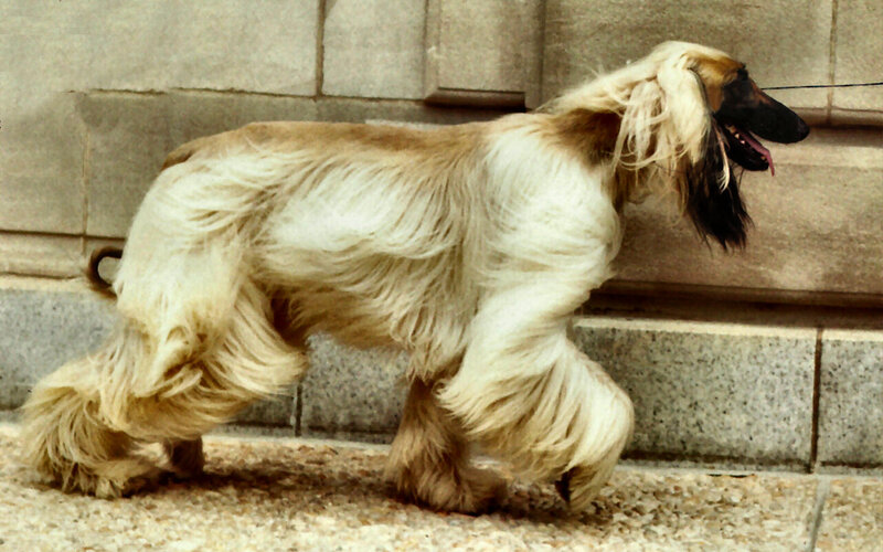 Afghan Hound Walking