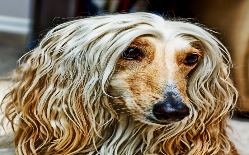 Afghan Hound with long white fur
